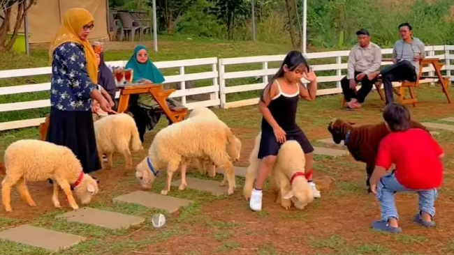 Daya Tarik Wooly Cafe